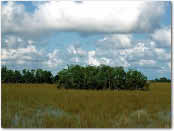 photo of landscape in Everglades National Park