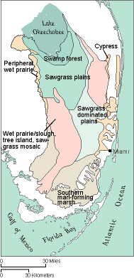 map of south Florida showing historic everglades vegetation (ca. 1900)