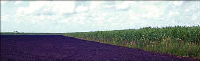 photo of dark peat soils