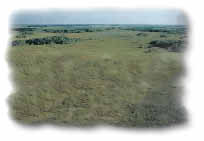 photo of everglades landscape