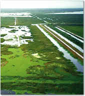 aerial photo showing how canals and a levee separate constructed wetland from the agricultural area